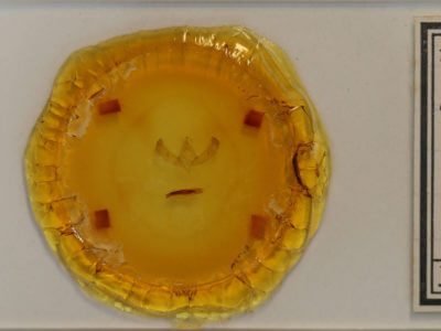 slide view of adult Sympistis lacticollis