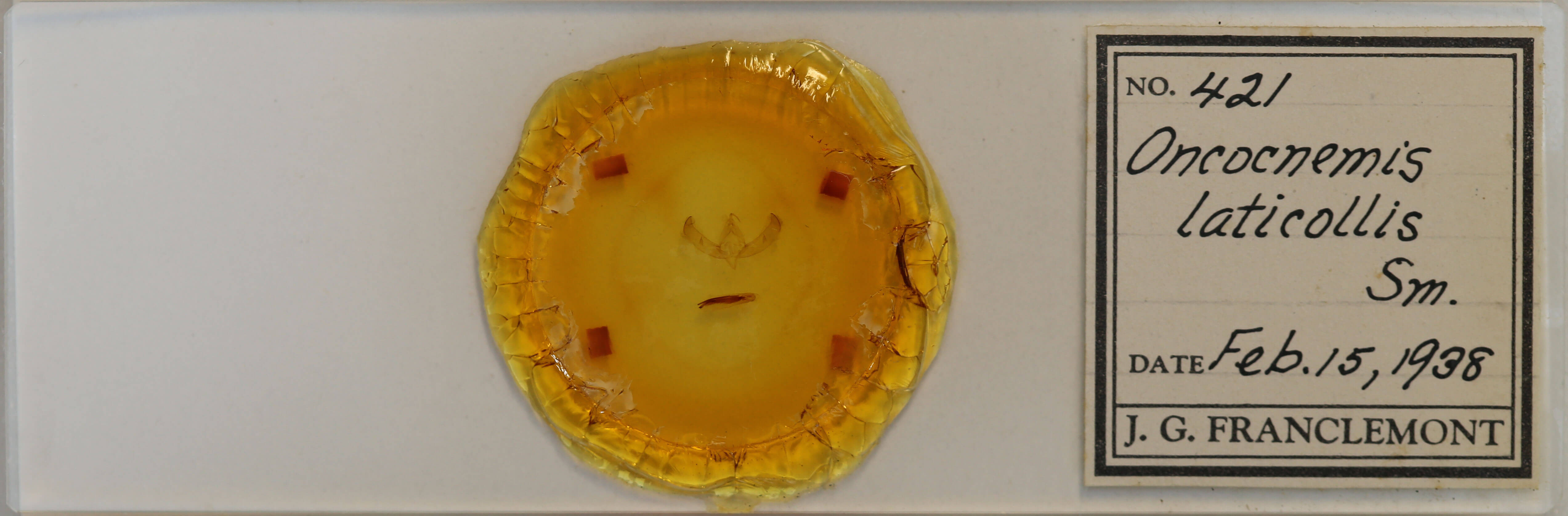 slide view of adult Sympistis lacticollis