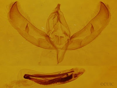 genitalia view of adult Sympistis lacticollis