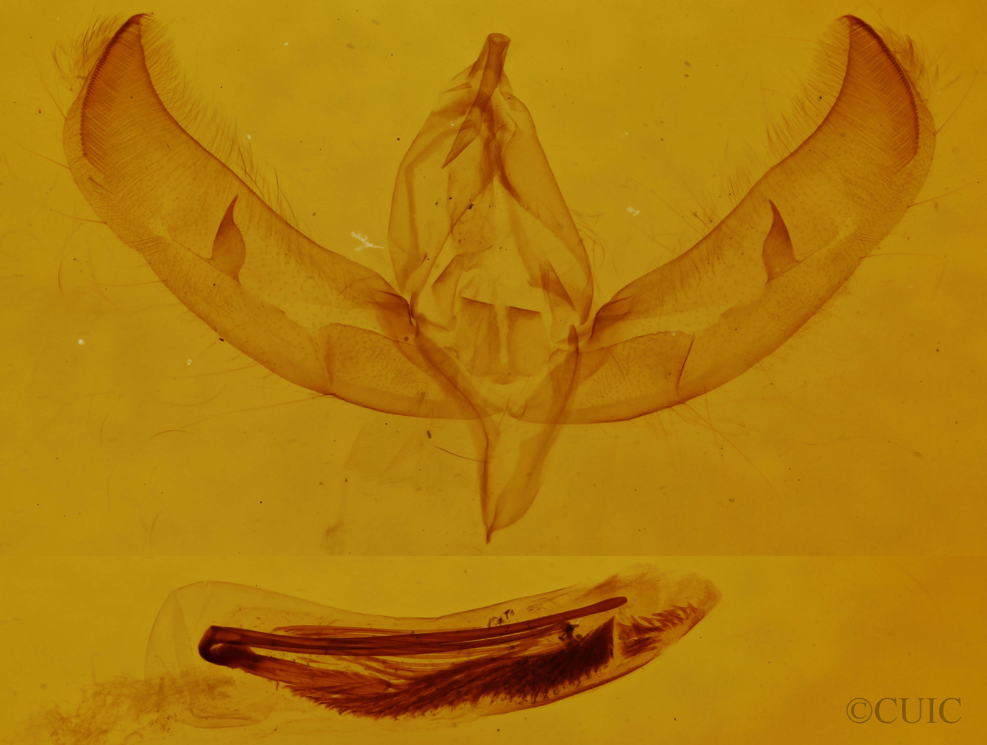 genitalia view of adult Sympistis lacticollis