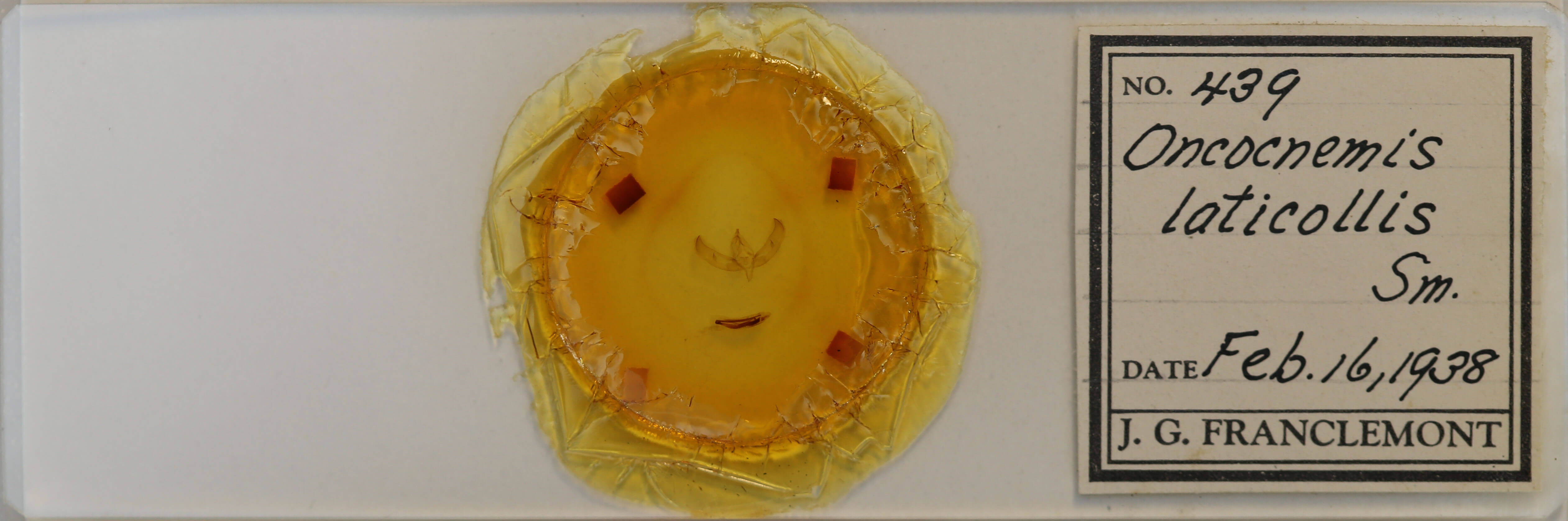 slide view of adult Sympistis lacticollis