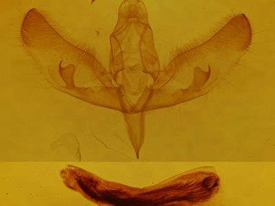 genitalia view of adult Sympistis nigrocaput