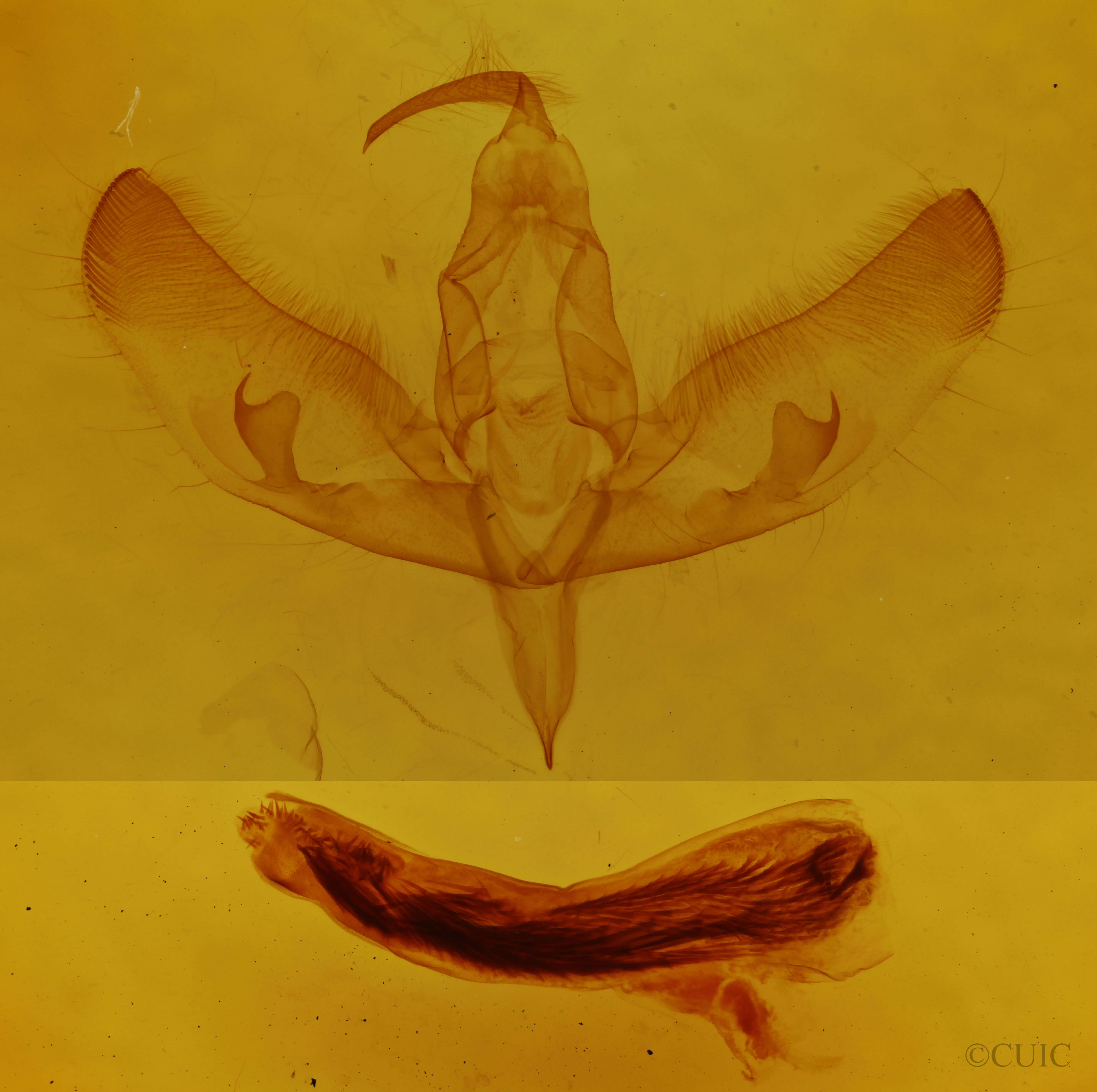 genitalia view of adult Sympistis nigrocaput