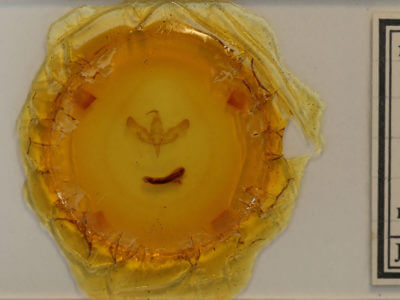 slide view of adult Sympistis nigrocaput