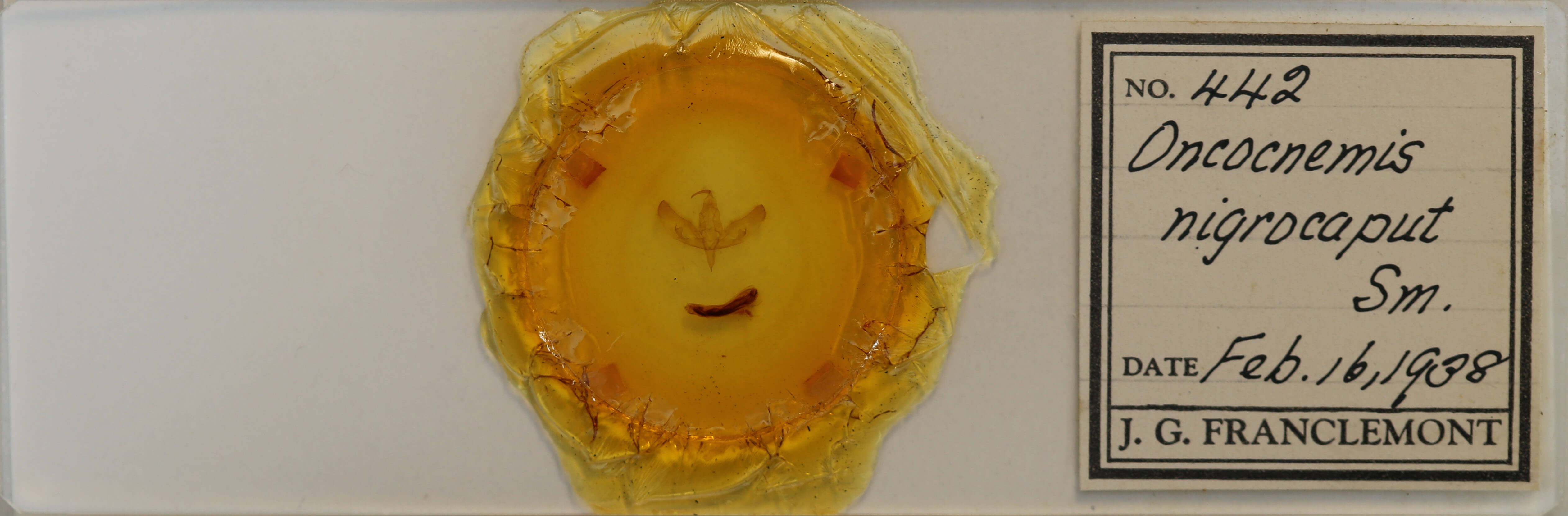 slide view of adult Sympistis nigrocaput