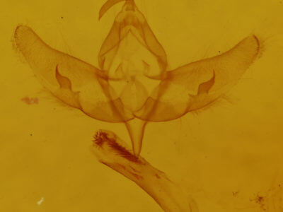 genitalia view of adult Sympistis nita