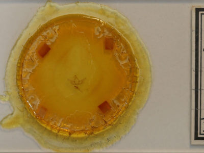 slide view of adult Sympistis nita