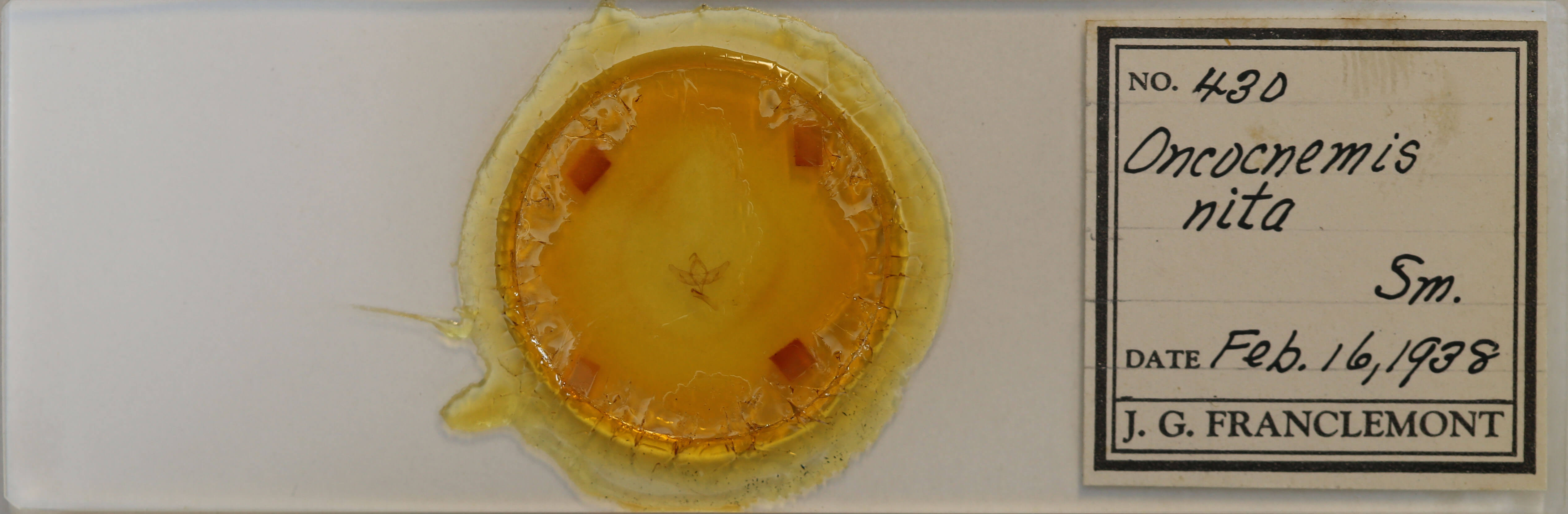 slide view of adult Sympistis nita