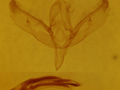 genitalia view of adult Sympistis pernotata