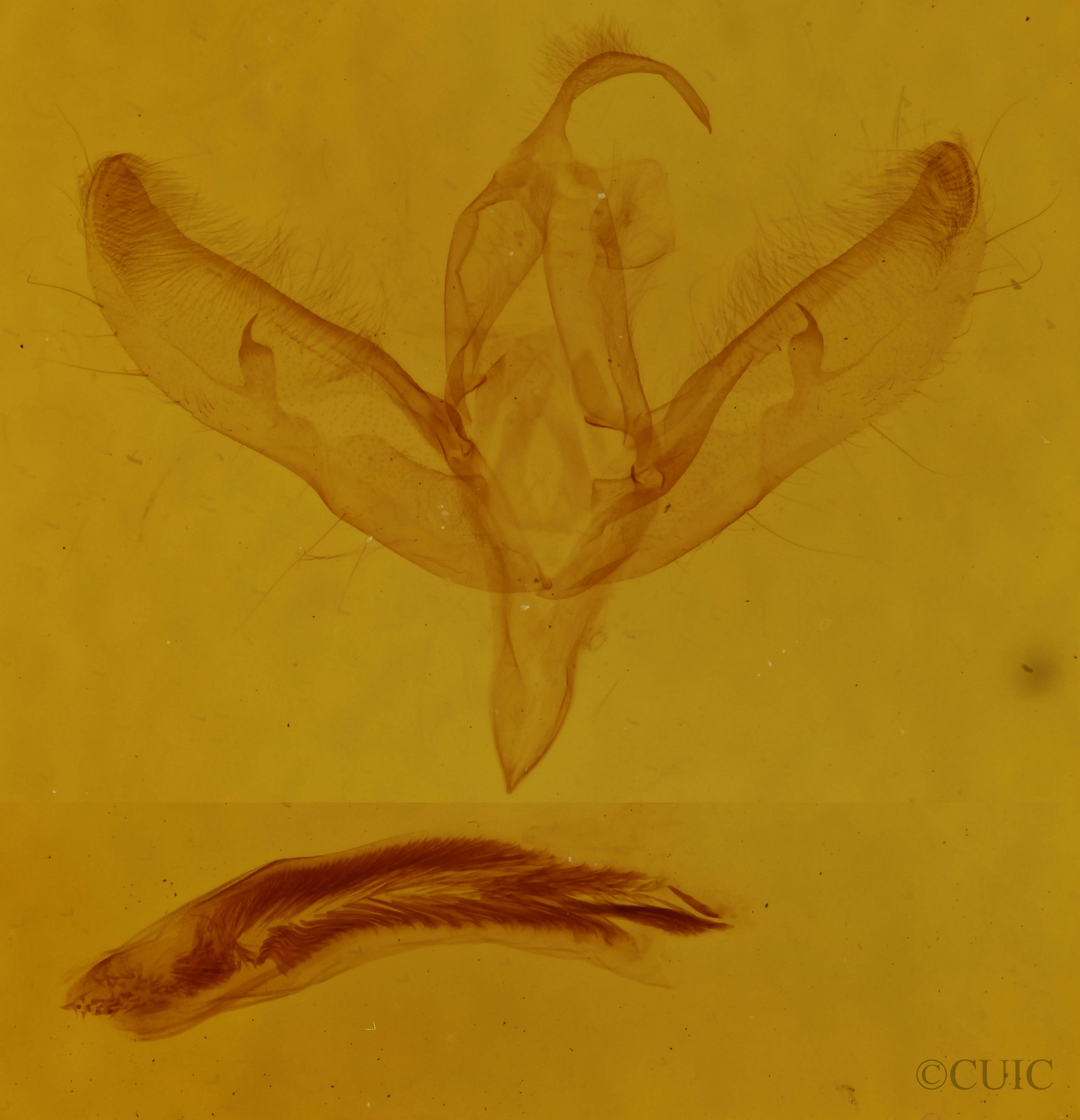 genitalia view of adult Sympistis pernotata