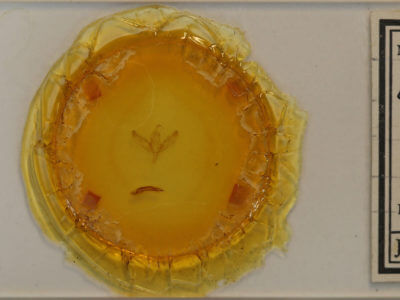 slide view of adult Sympistis pernotata