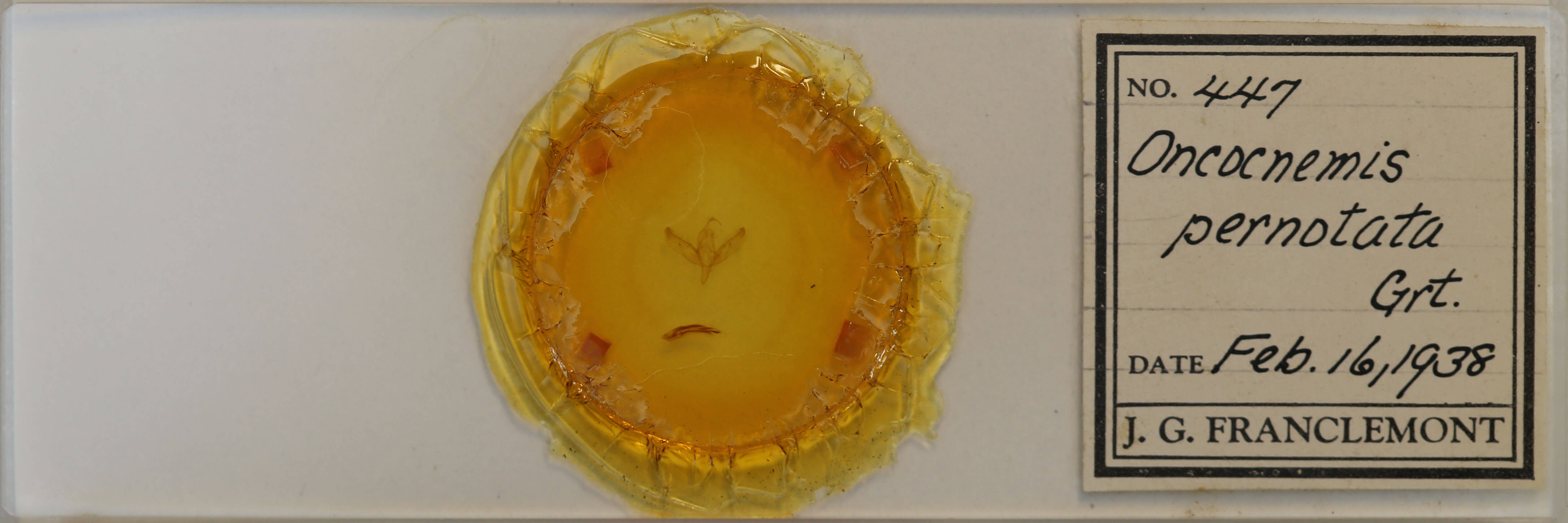 slide view of adult Sympistis pernotata