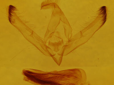 genitalia view of adult Unciella primula