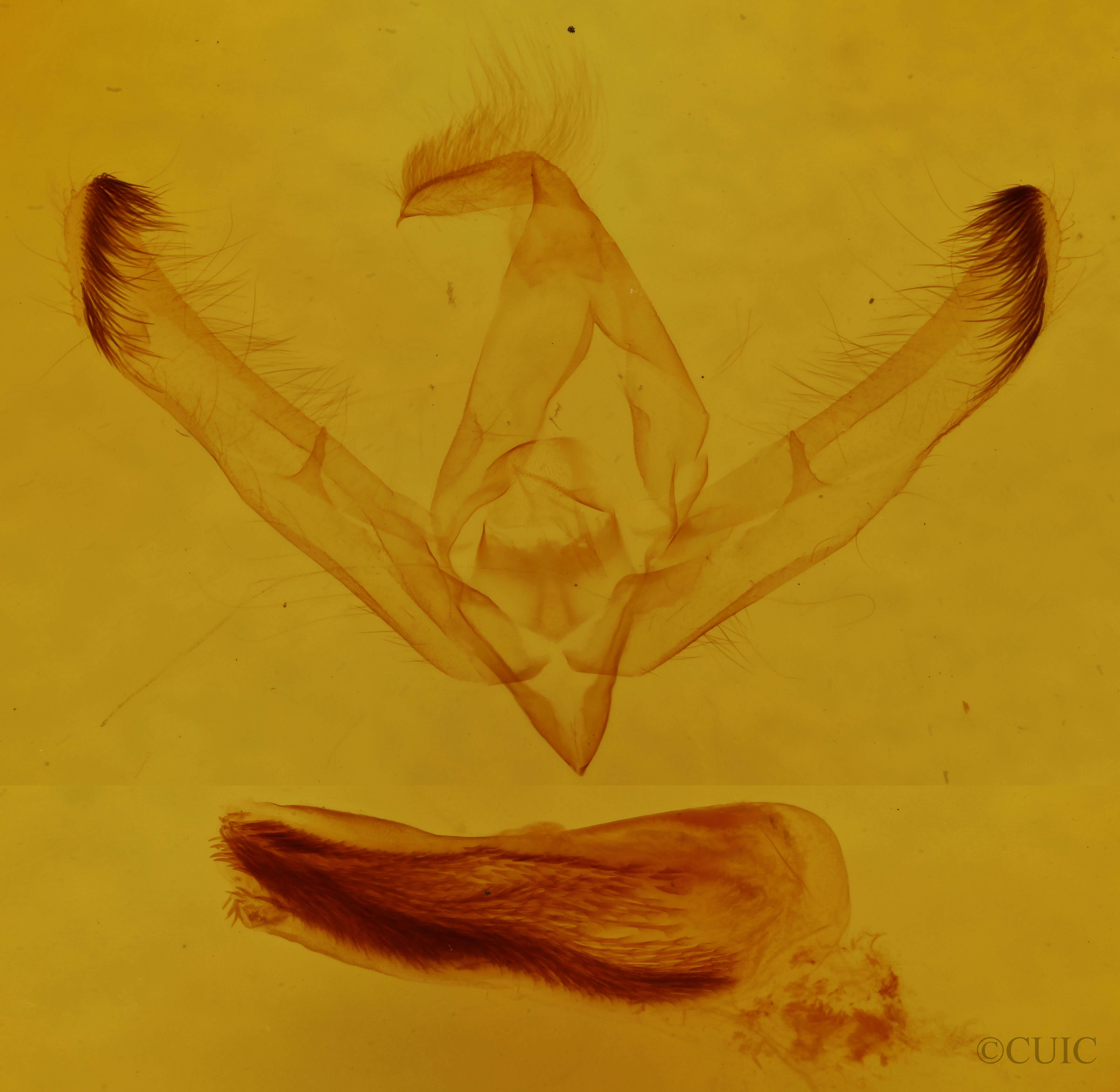 genitalia view of adult Unciella primula