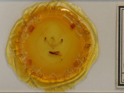 slide view of adult Unciella primula