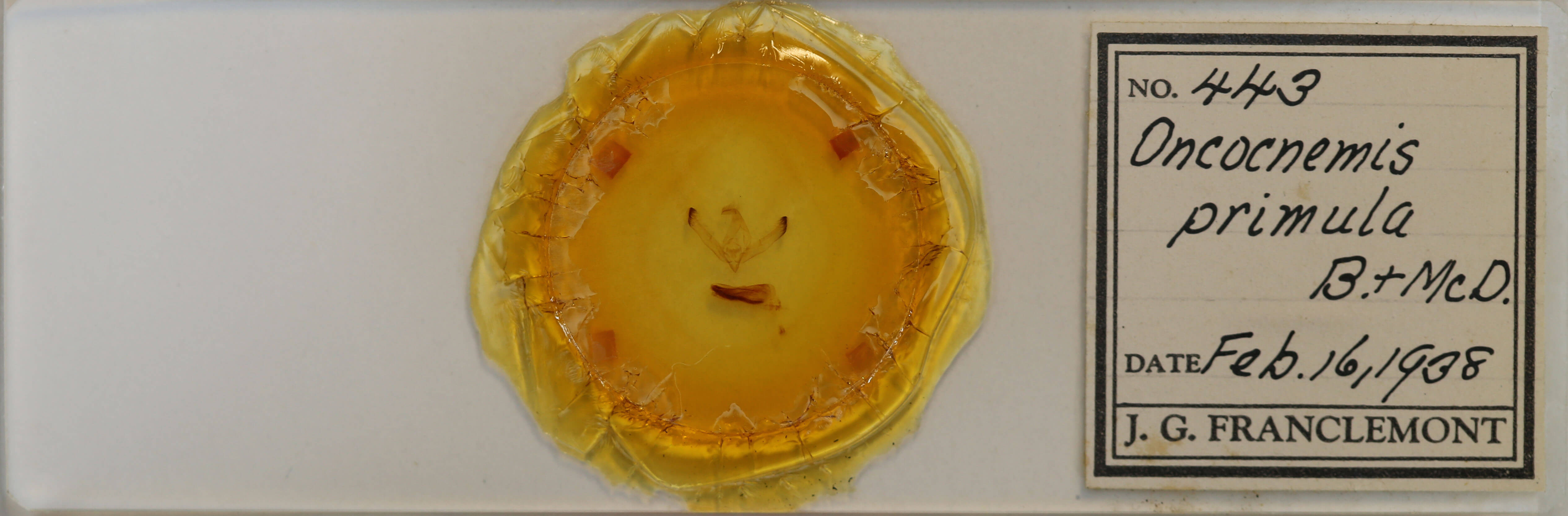 slide view of adult Unciella primula