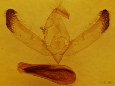 genitalia view of adult Unciella primula
