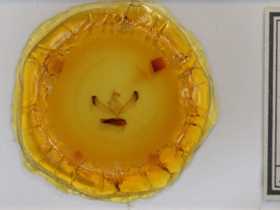 slide view of adult Unciella primula