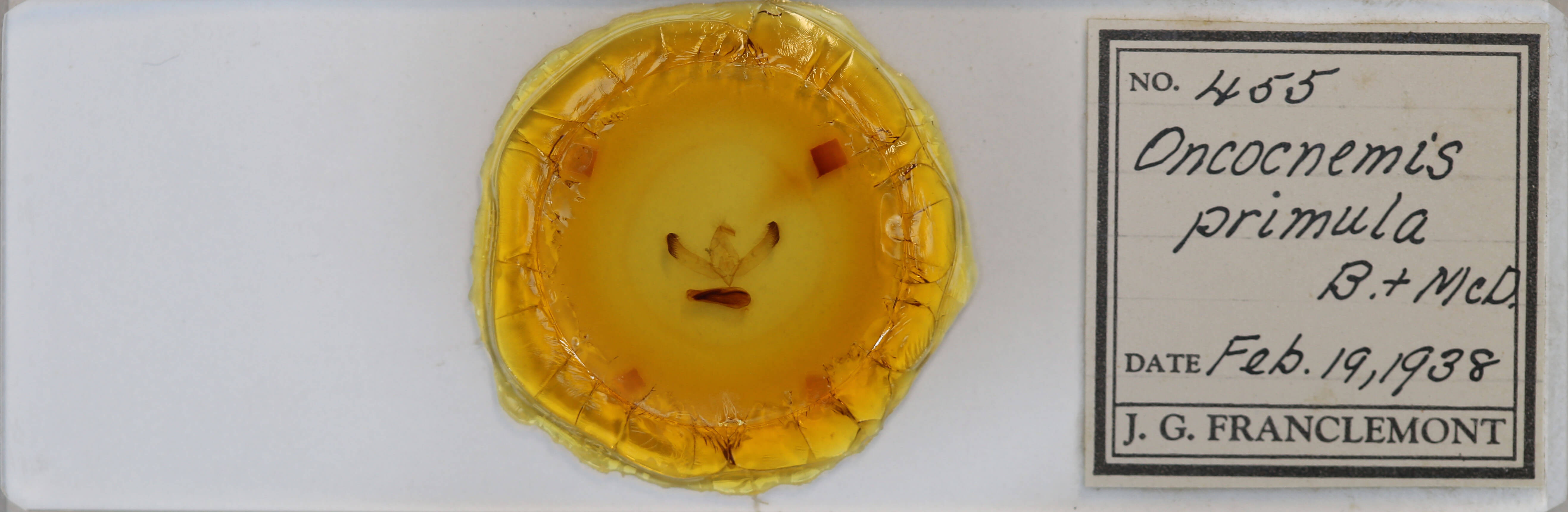 slide view of adult Unciella primula