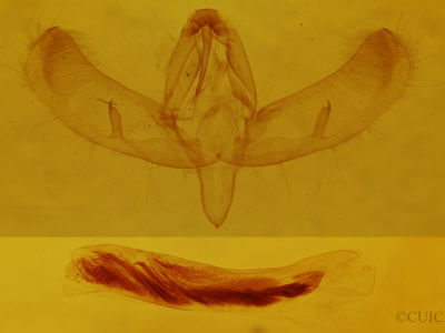 genitalia view of adult Sympistis regina