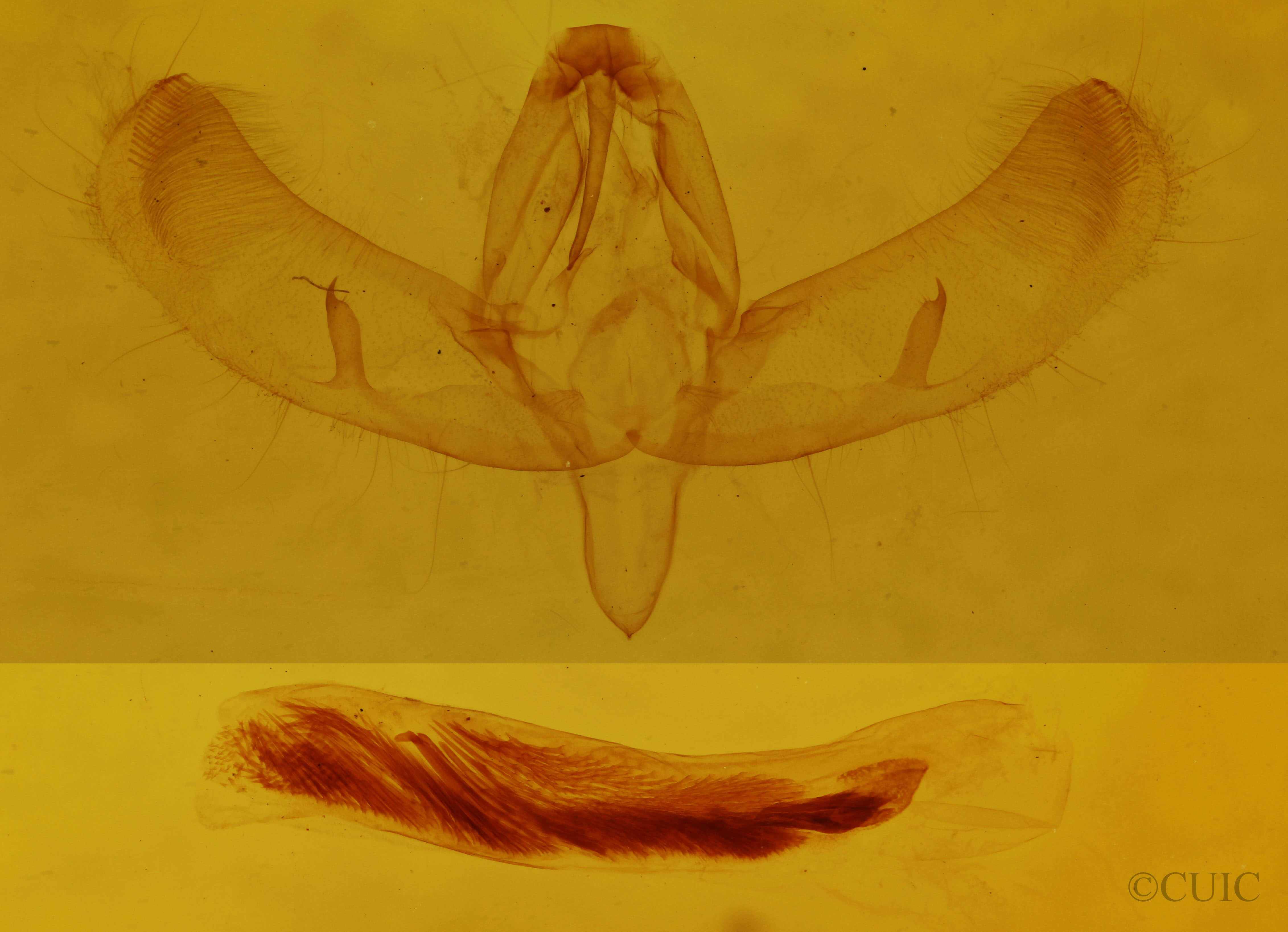 genitalia view of adult Sympistis regina