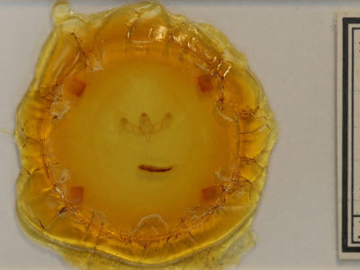 slide view of adult Sympistis regina