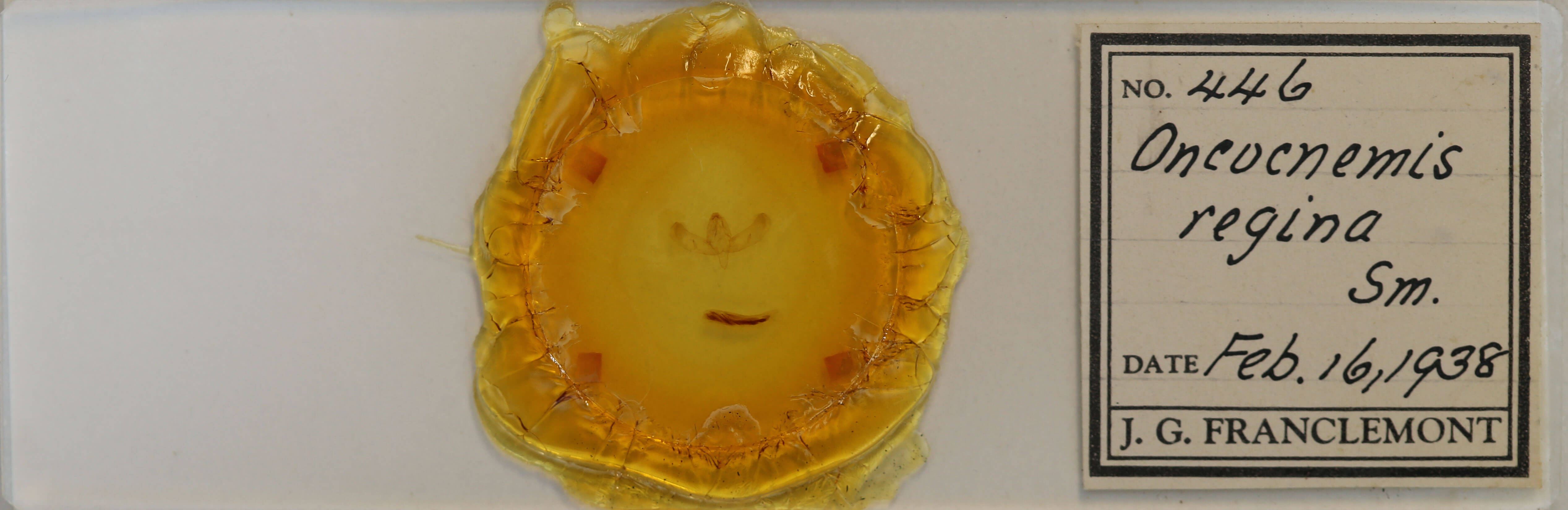 slide view of adult Sympistis regina