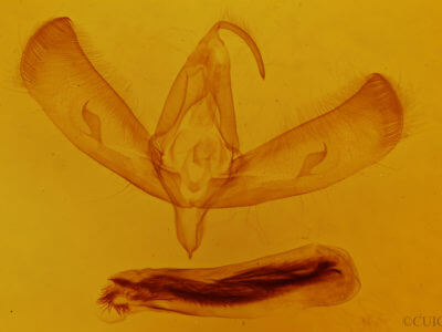 genitalia view of adult Sympistis riparia