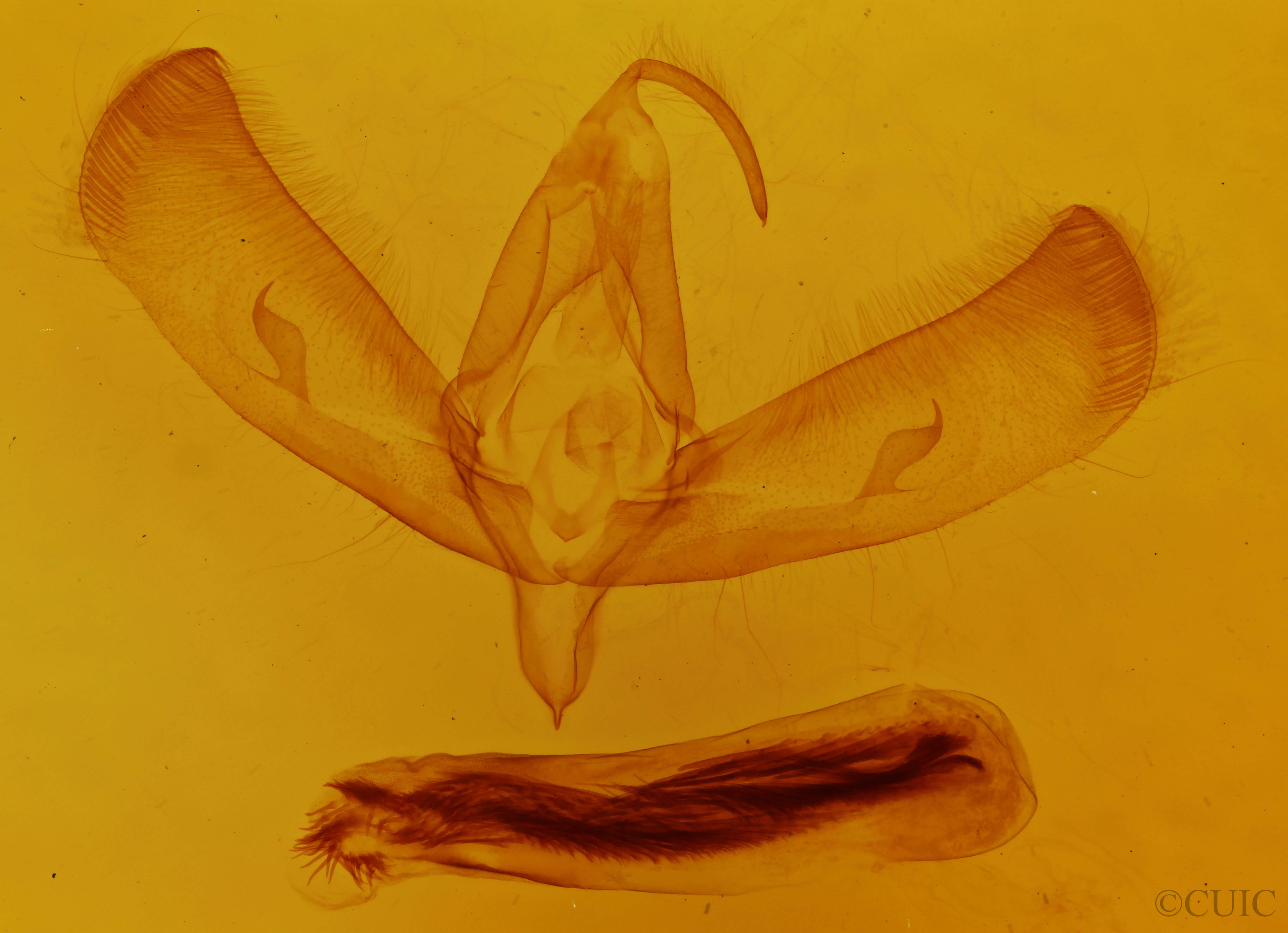 genitalia view of adult Sympistis riparia