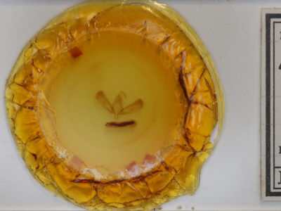 slide view of adult Sympistis riparia