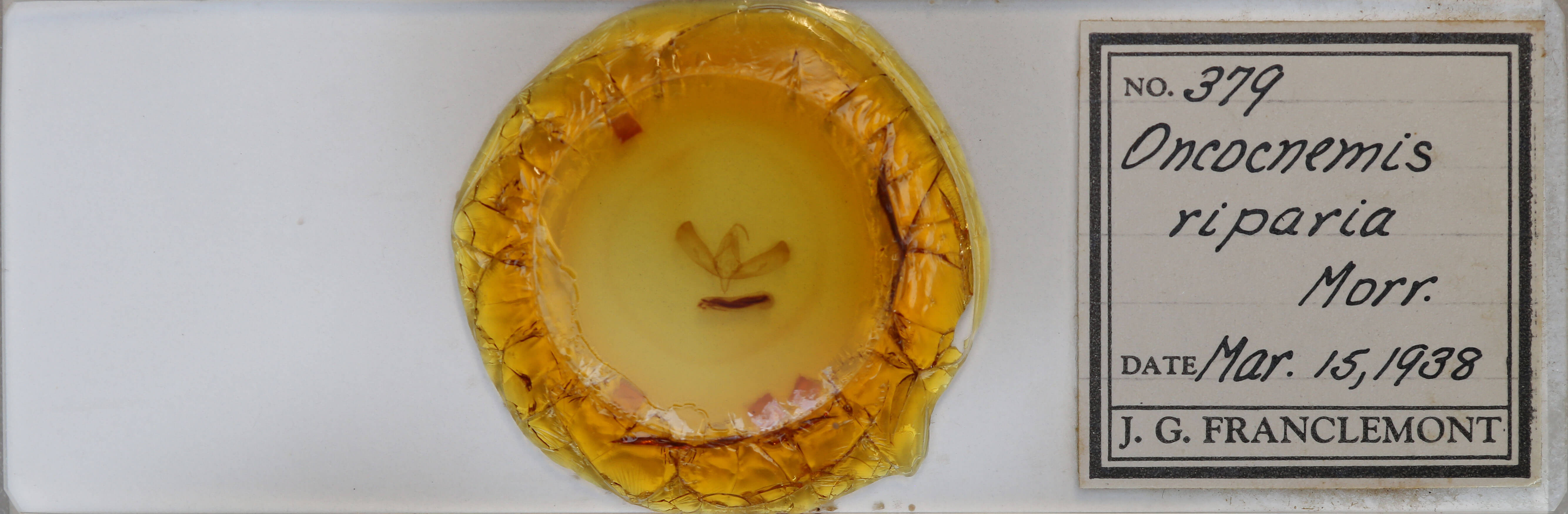 slide view of adult Sympistis riparia