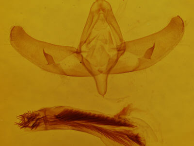 genitalia view of adult Sympistis sanina
