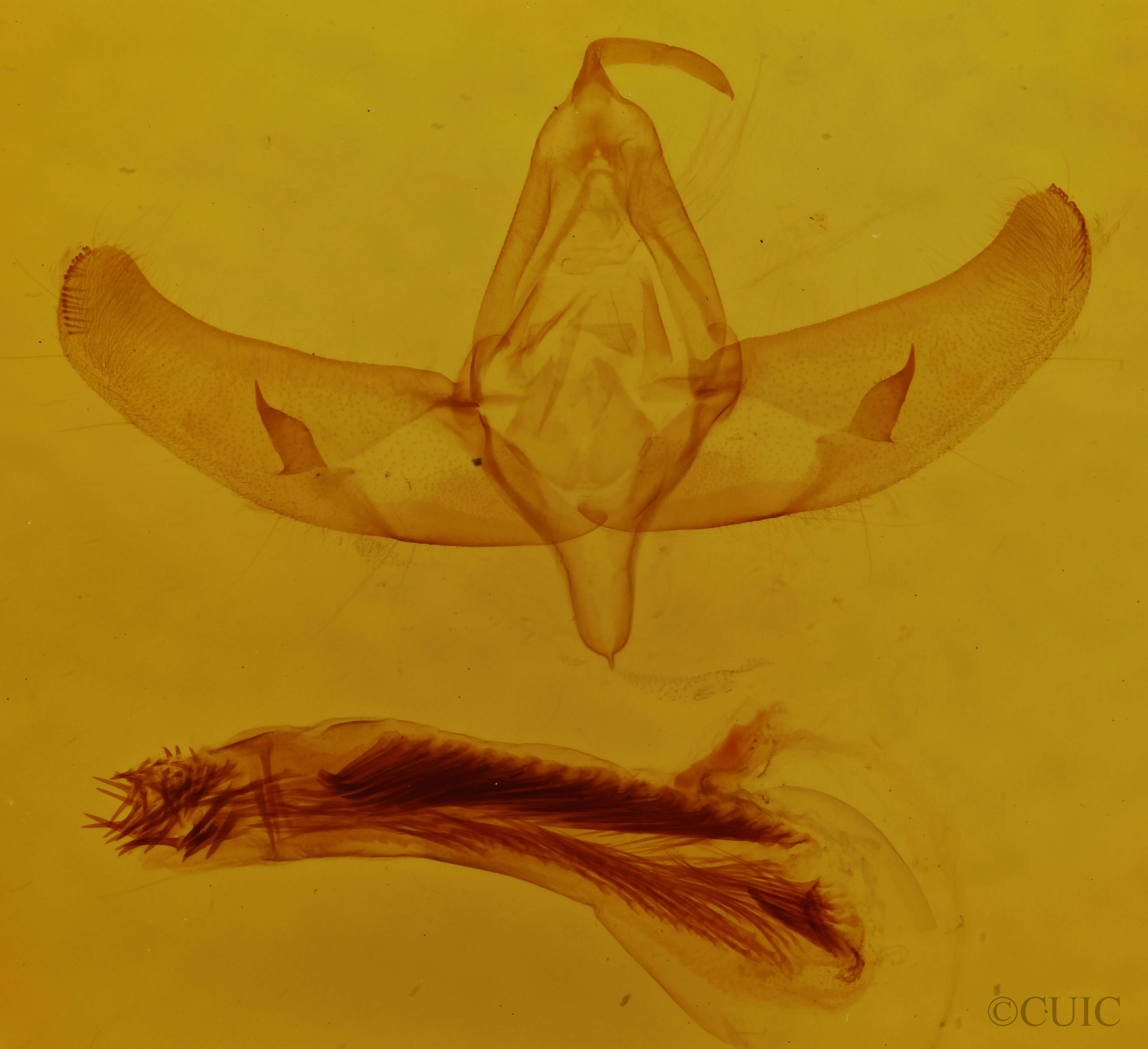 genitalia view of adult Sympistis sanina