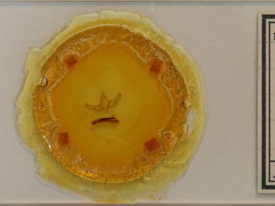 slide view of adult Sympistis sanina