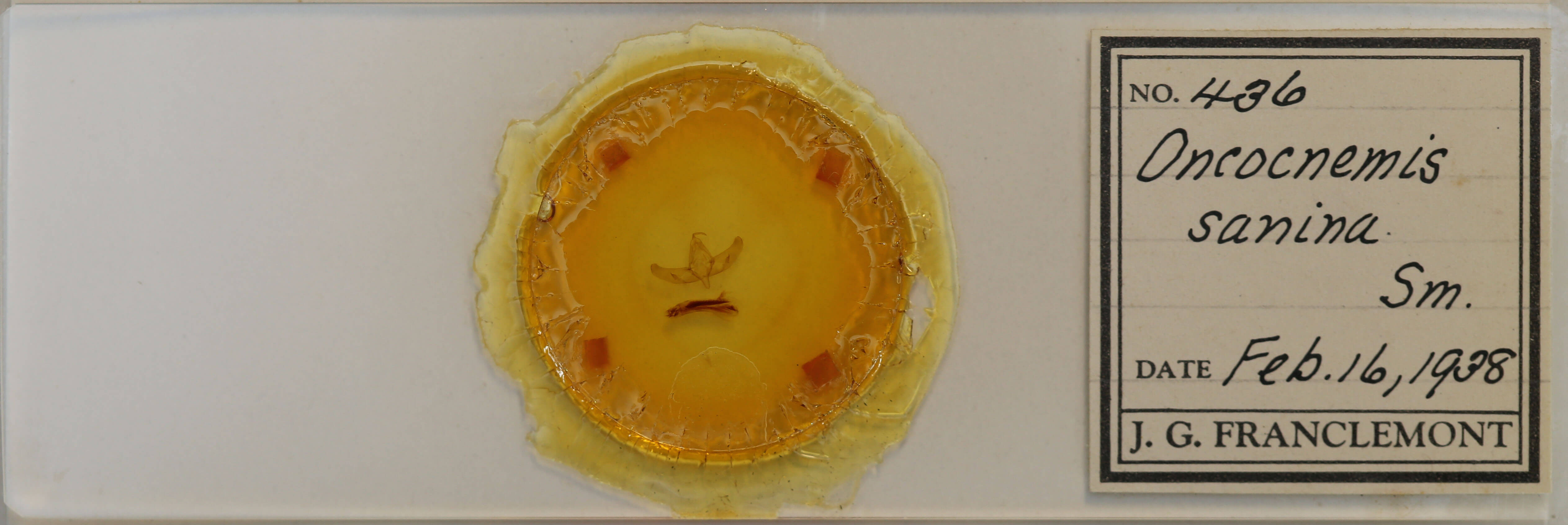 slide view of adult Sympistis sanina