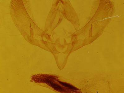 genitalia view of adult Sympistis simplex