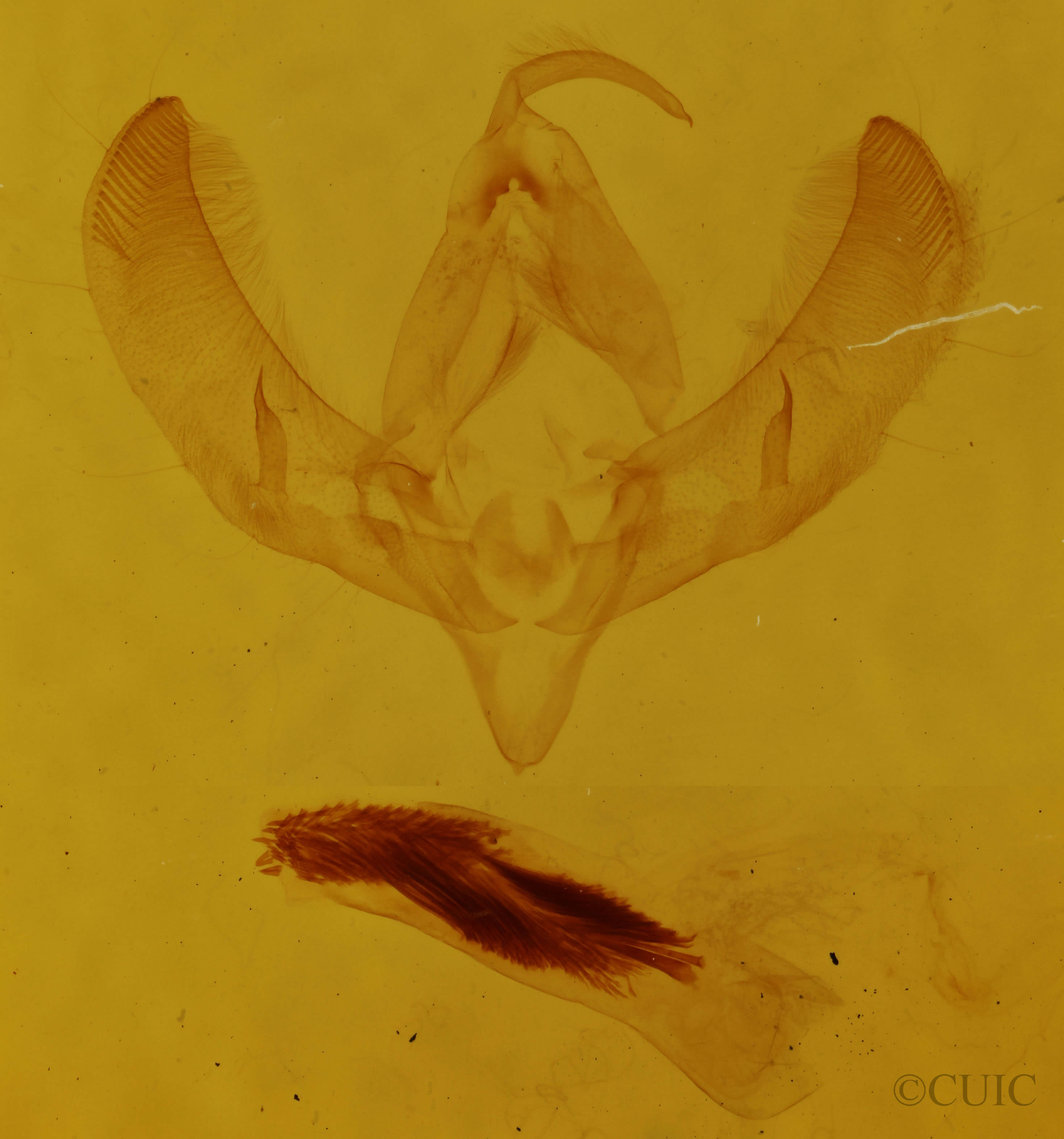 genitalia view of adult Sympistis simplex