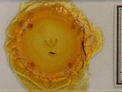 slide view of adult Sympistis simplex