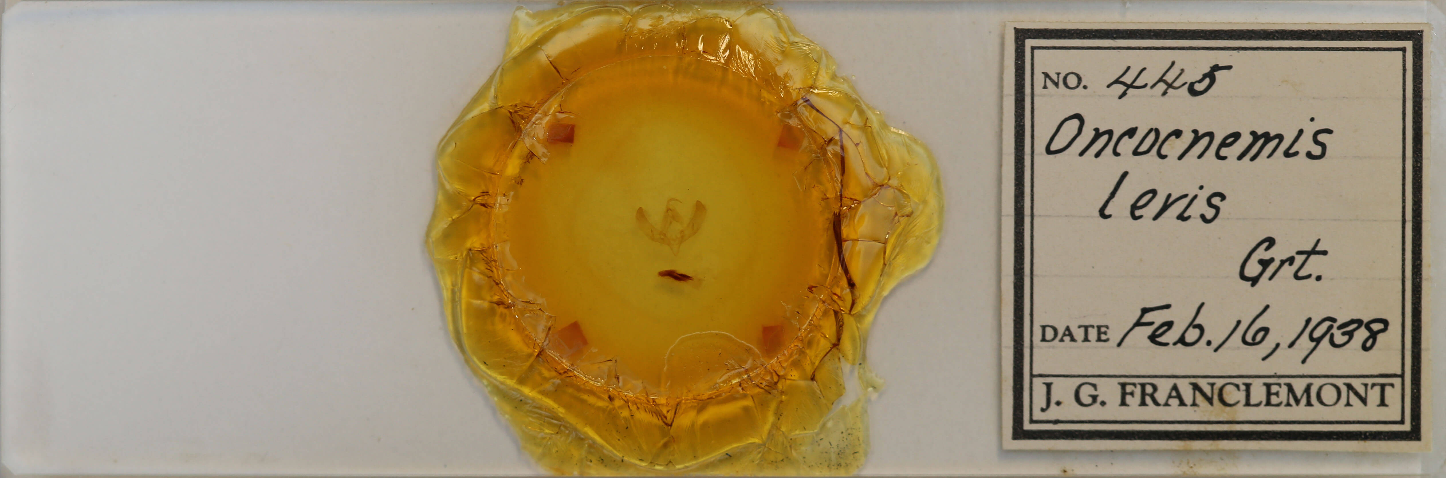 slide view of adult Sympistis simplex