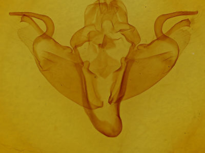 genitalia view of adult Orbona fragariae