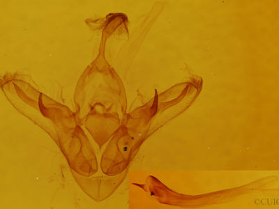 genitalia view of adult Orthodes cynica