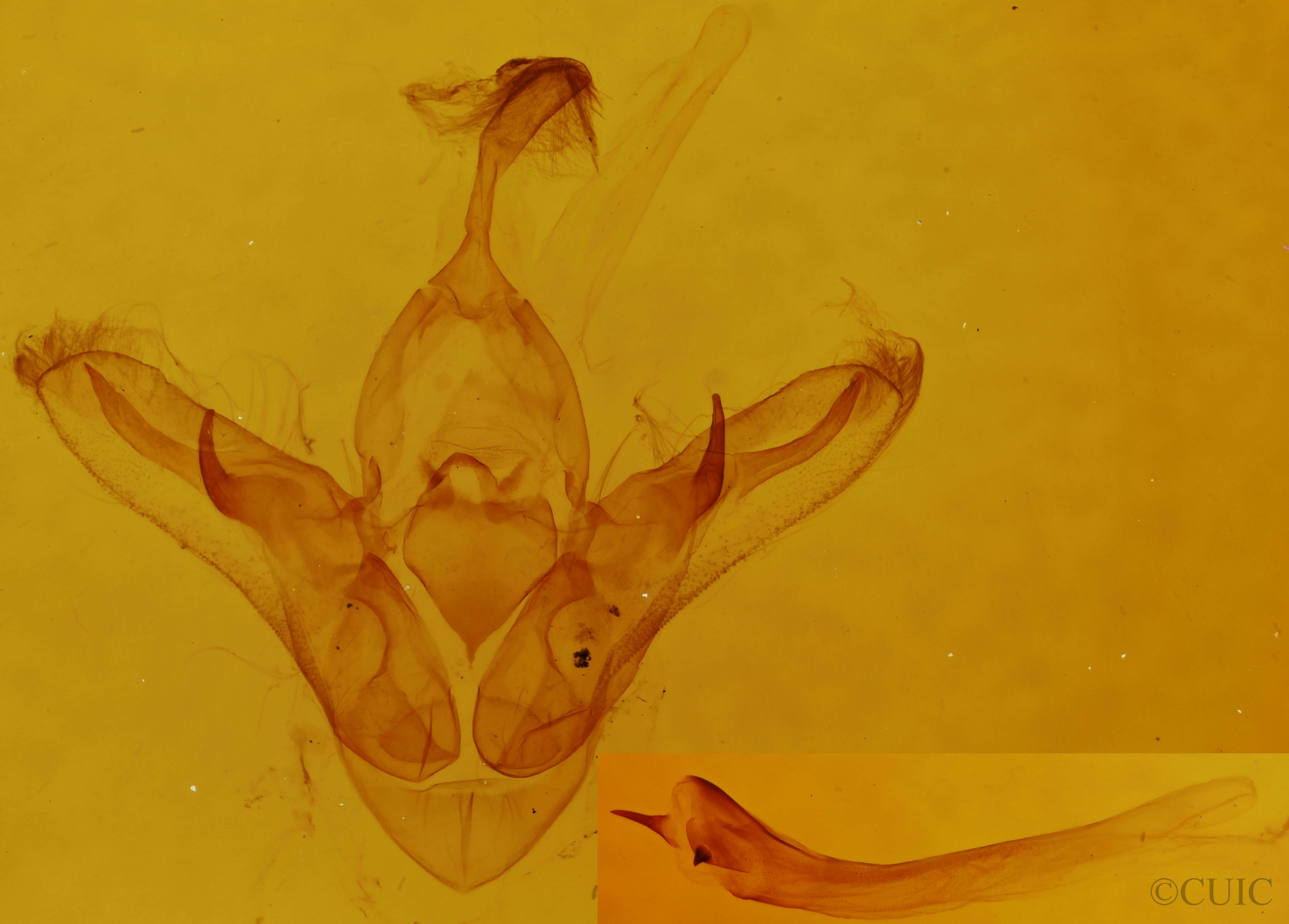 genitalia view of adult Orthodes cynica