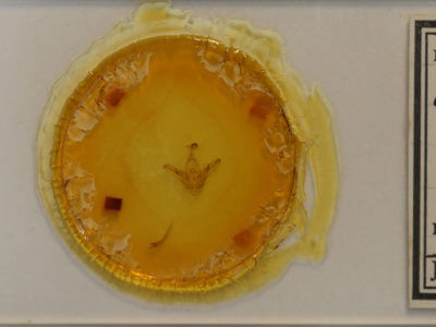 slide view of adult Orthodes cynica