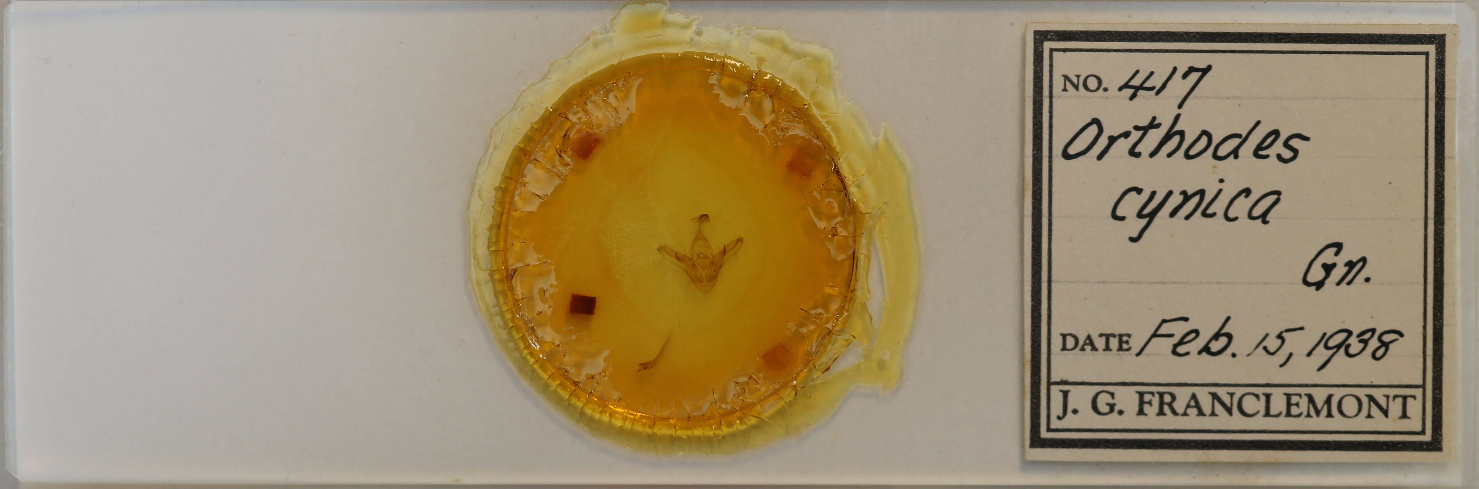 slide view of adult Orthodes cynica