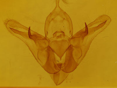 genitalia view of adult Orthodes cynica