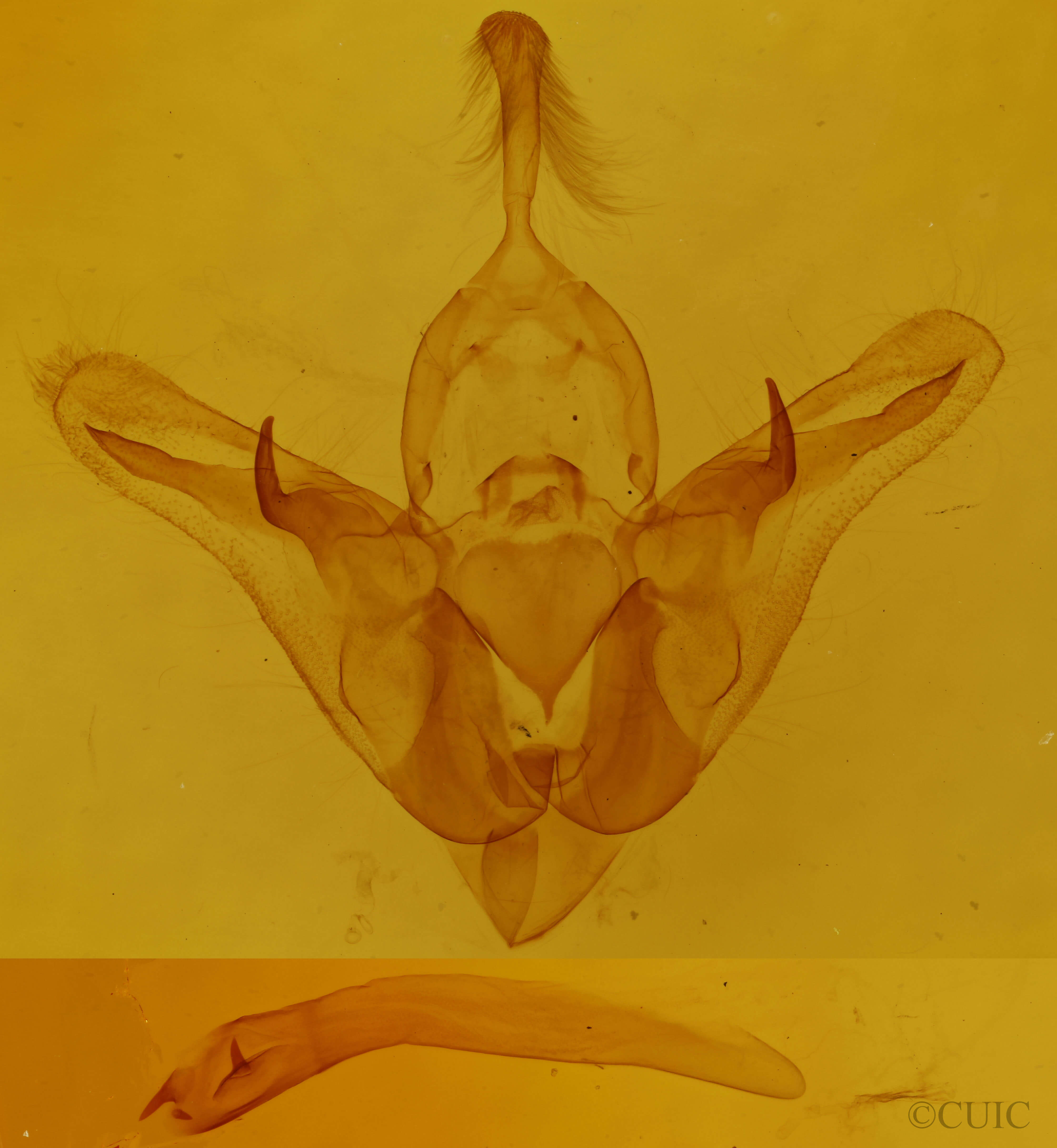 genitalia view of adult Orthodes cynica