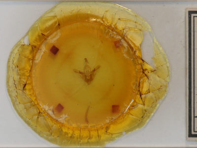 slide view of adult Orthodes cynica