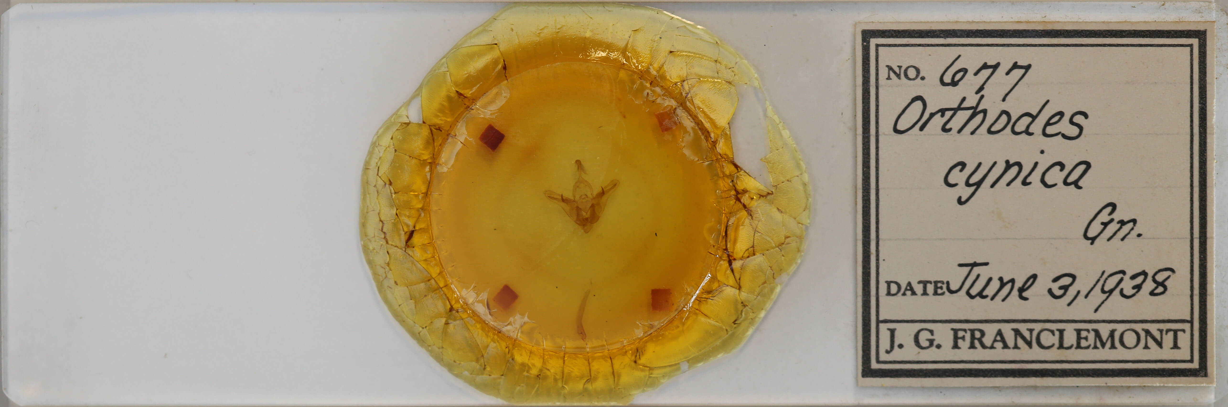 slide view of adult Orthodes cynica