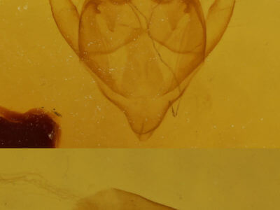 genitalia view of adult Orthofidonia tinctaria