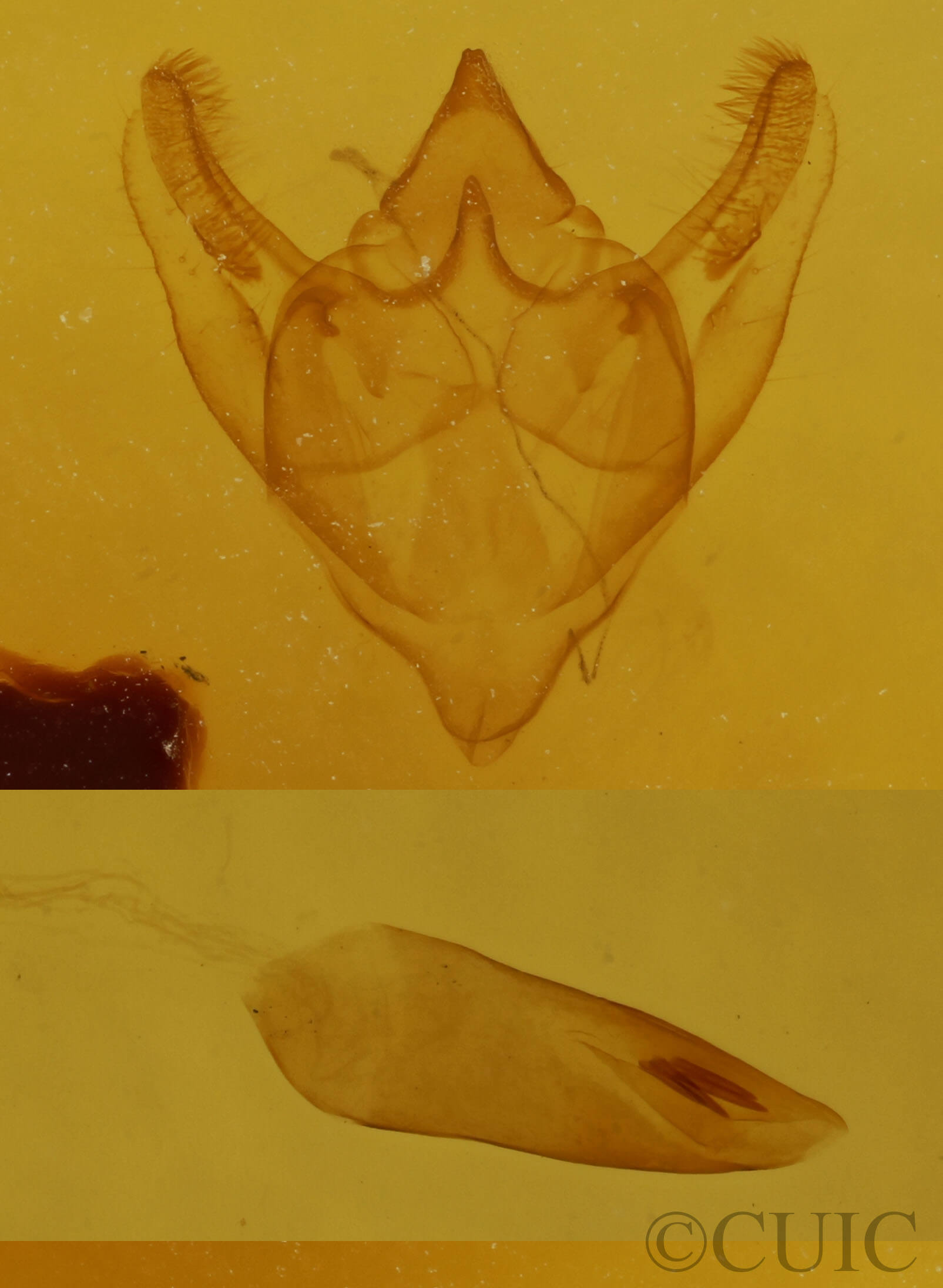 genitalia view of adult Orthofidonia tinctaria